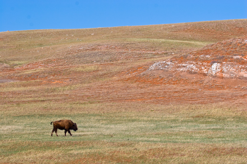 Bison And Redbeds